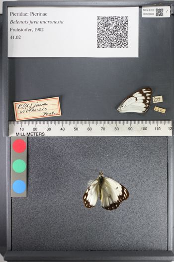 Media type: image;   Entomology 128489